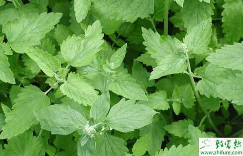 熱門農村種植項目創業推薦