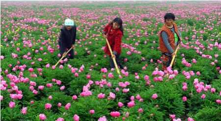 農村種植業(yè)賺錢需要創(chuàng)新