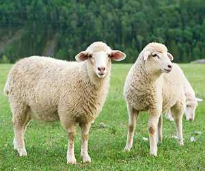 綿羊養(yǎng)殖