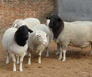 杜泊綿羊養(yǎng)殖
