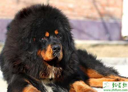 養藏獒賺錢嗎？