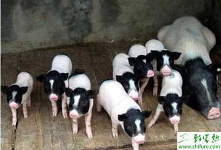 養(yǎng)香豬賺錢嗎？