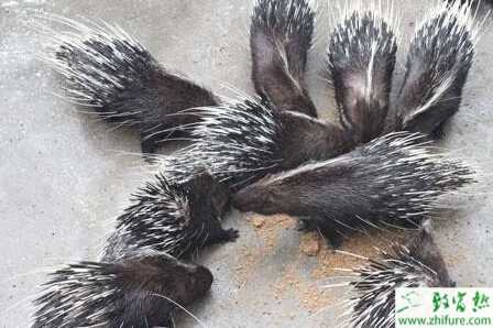 養(yǎng)豪豬賺錢嗎？