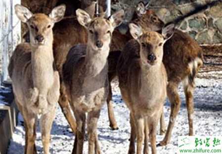 養狍子賺錢嗎？
