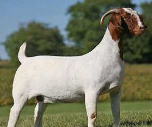 波爾山羊養(yǎng)殖