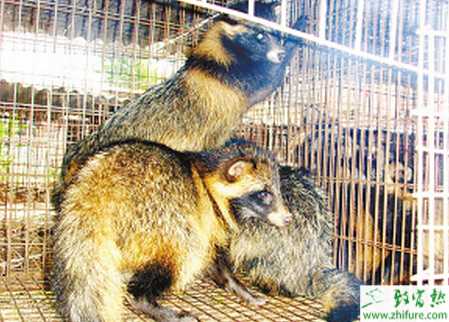 養(yǎng)貉子賺錢嗎？