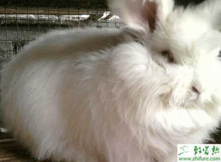 養(yǎng)長(zhǎng)毛兔賺錢(qián)嗎？