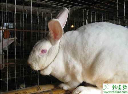 養肉兔賺錢嗎？