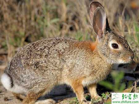 養野兔賺錢嗎？