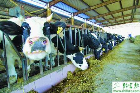 養(yǎng)奶牛賺錢嗎？