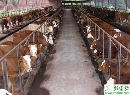 養肉牛賺錢嗎？