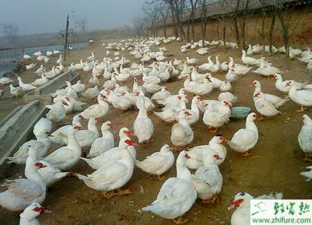 養香鶉雁賺錢嗎？