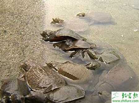 養(yǎng)甲魚賺錢嗎？