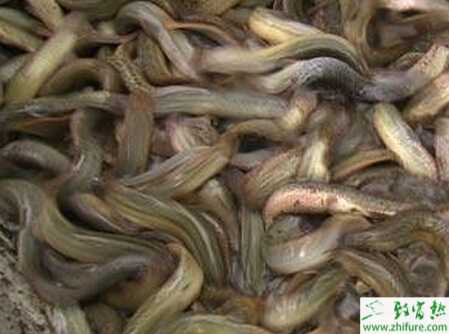 養泥鰍賺錢嗎？