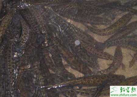 養(yǎng)黑魚賺錢嗎？