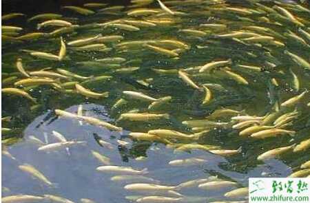 養(yǎng)虹鱒魚(yú)賺錢(qián)嗎？