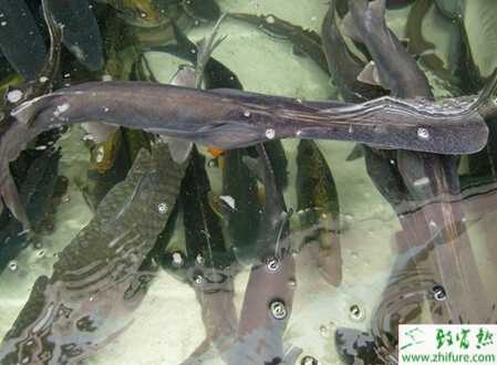 養鴨嘴魚賺錢嗎？