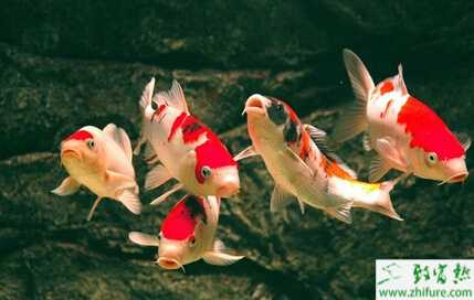 養(yǎng)錦鯉賺錢(qián)嗎？