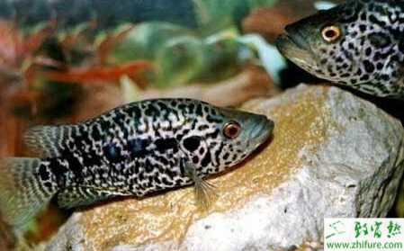 養石斑魚賺錢嗎？