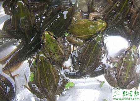 養牛蛙賺錢嗎？