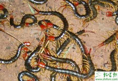 養蜈蚣賺錢嗎？