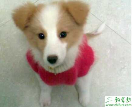 養寵物狗賺錢嗎？