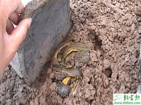 養水蛭賺錢嗎？