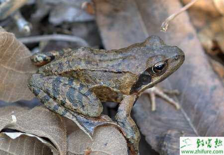 養(yǎng)林蛙賺錢嗎？