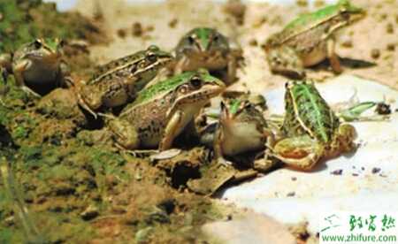 養青蛙賺錢嗎？