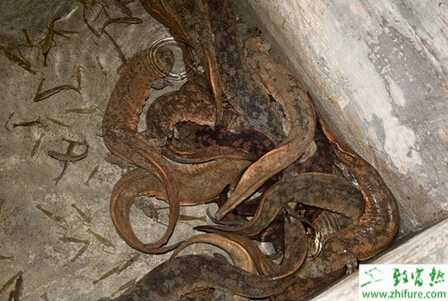 養娃娃魚賺錢嗎？