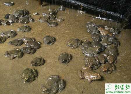 養石蛙賺錢嗎？