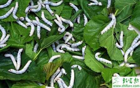 養(yǎng)蠶賺錢(qián)嗎?