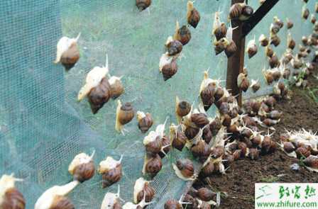 養(yǎng)蝸牛賺錢嗎？
