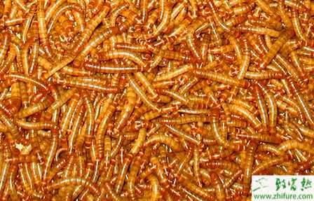 養黃粉蟲賺錢嗎？