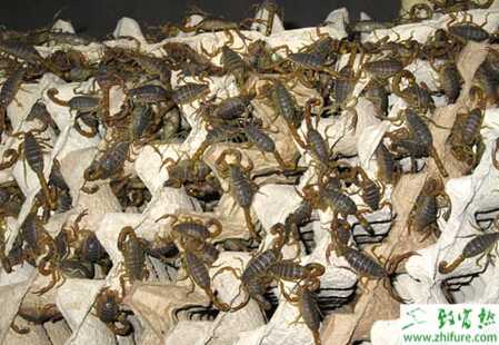 養(yǎng)蝎子賺錢(qián)嗎？