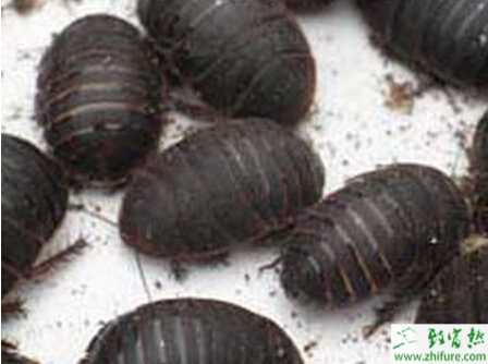 養土元賺錢嗎？