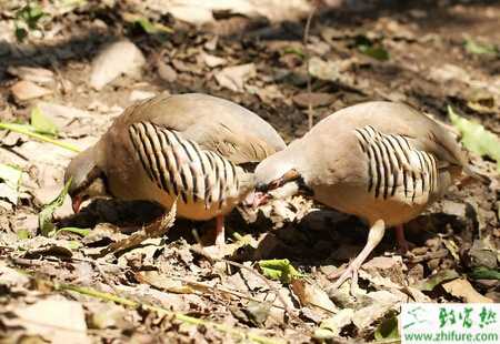 養(yǎng)鷓鴣賺錢嗎？