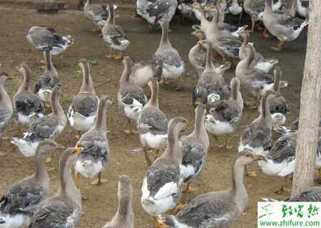 養大雁賺錢嗎？