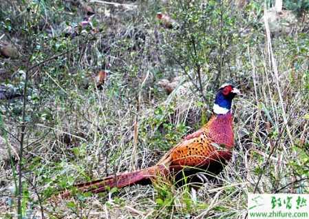 養野雞賺錢嗎？