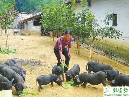 介紹干撒式發酵床養黑香豬的好處