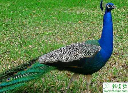 養殖藍孔雀的幼雛如何調節
