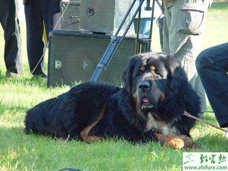 養(yǎng)殖藏獒給獒犬補(bǔ)鈣的幾點(diǎn)建議