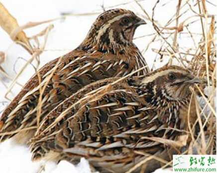 養殖雛鵪鶉的精心管理經驗