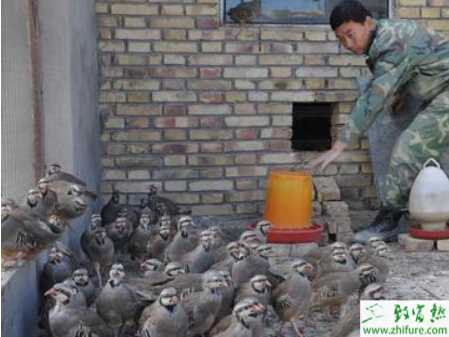 養殖鷓鴣應把握的四個要點