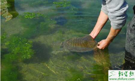 養殖鱉提高雌鱉產卵量六個措施