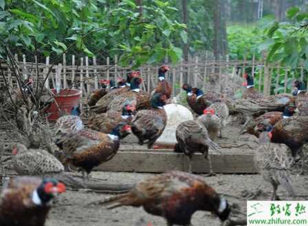養(yǎng)殖山雞的疑難病癥的中藥配方
