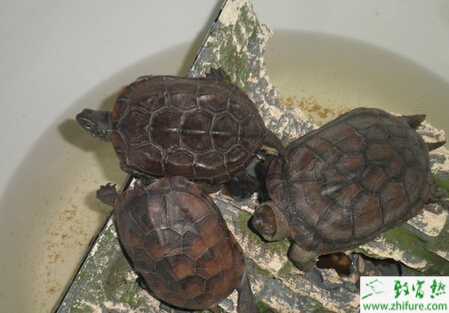 養龜戶收集龜卵要注意的方面