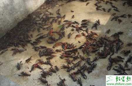 池塘人工養殖小龍蝦的主要準備工作