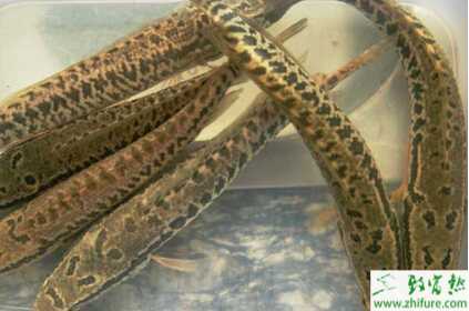 黑魚人工繁殖的孵化管理