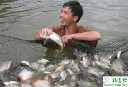 養殖羅非魚親本培育及繁殖技術